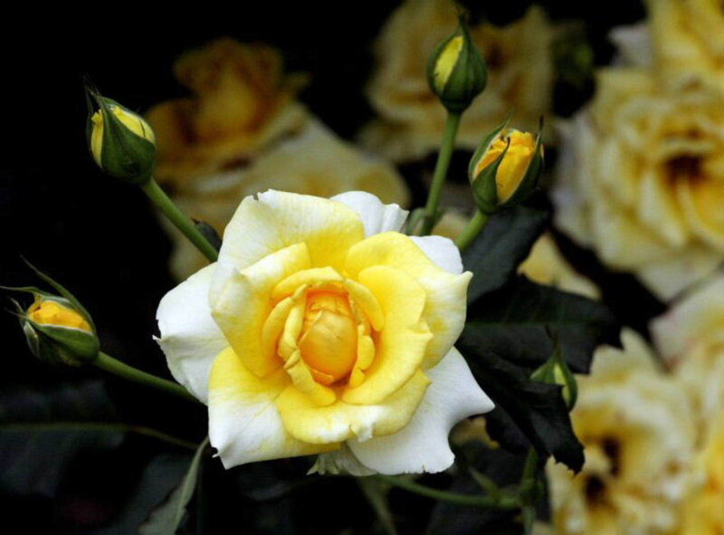 Yellow and white rose bloom