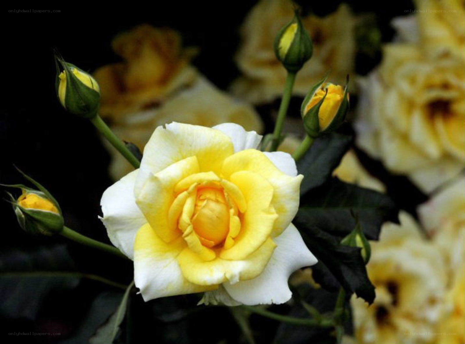 Yellow and white rose bloom