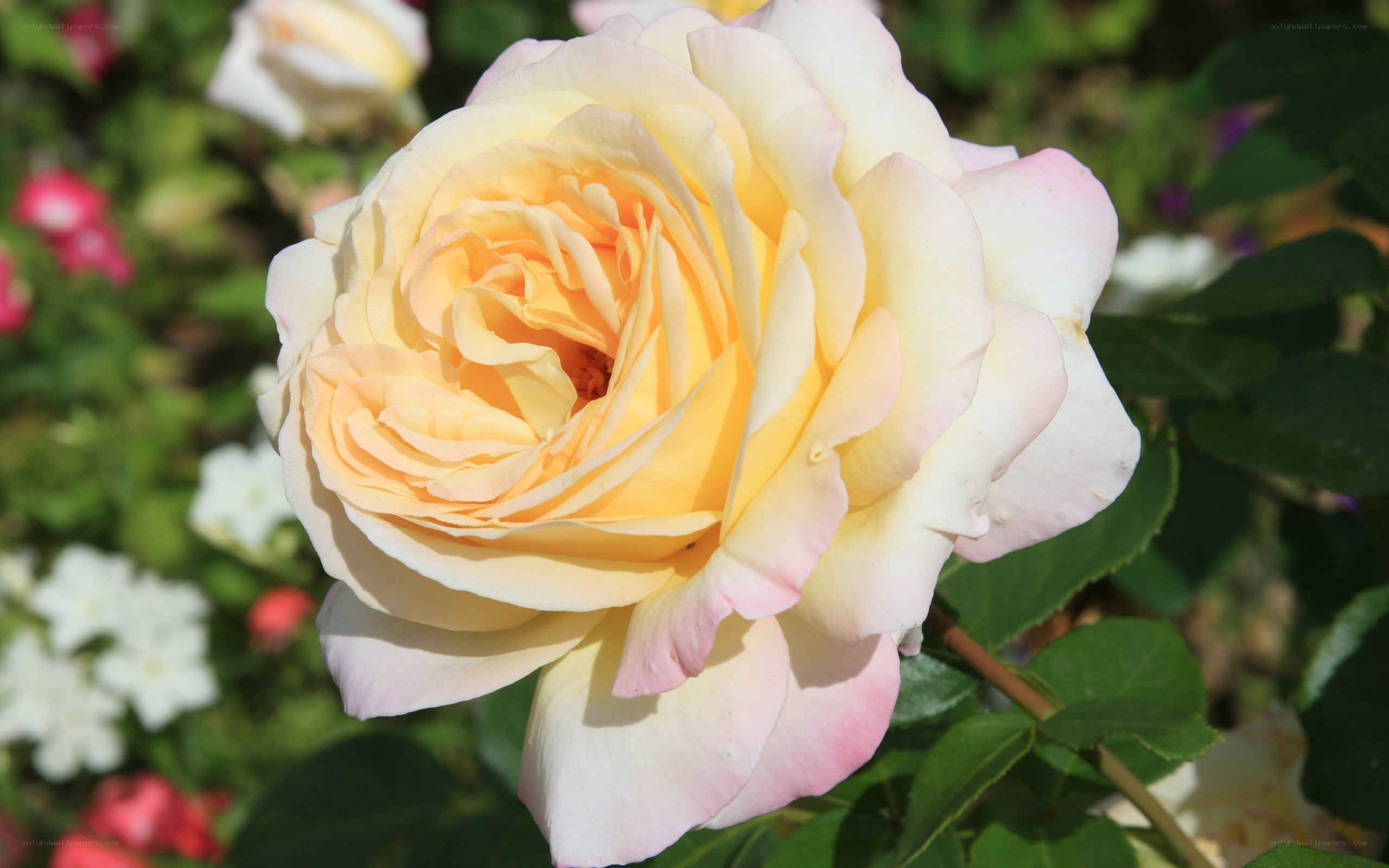 yellow and white rose bloom