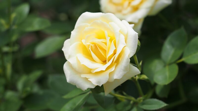 Yellow and White Rose — Calm