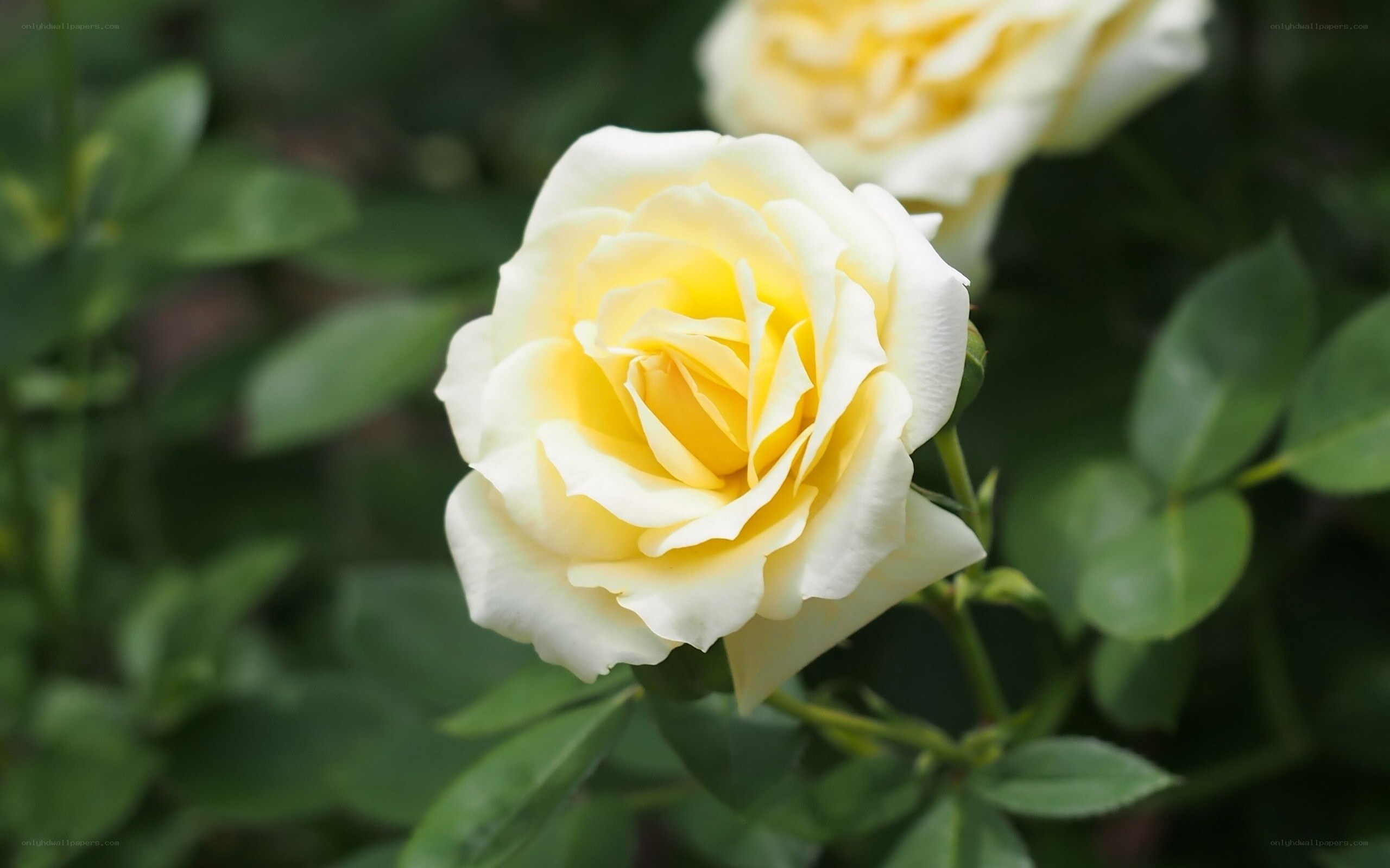 yellow and white rose flower