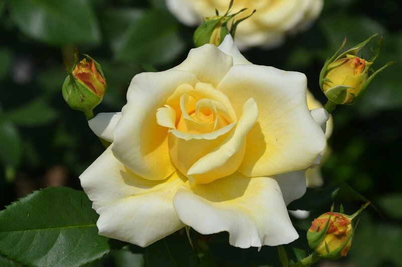 Yellow and White Rose — Serene, Afternoon