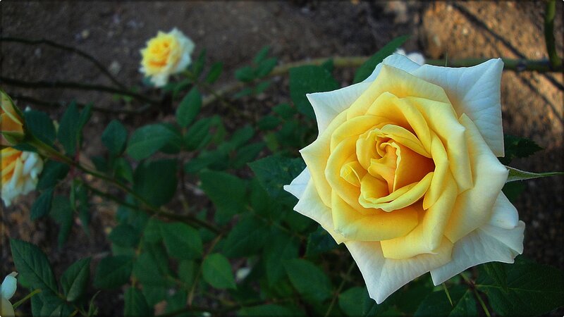 Yellow and White Rose — Serene
