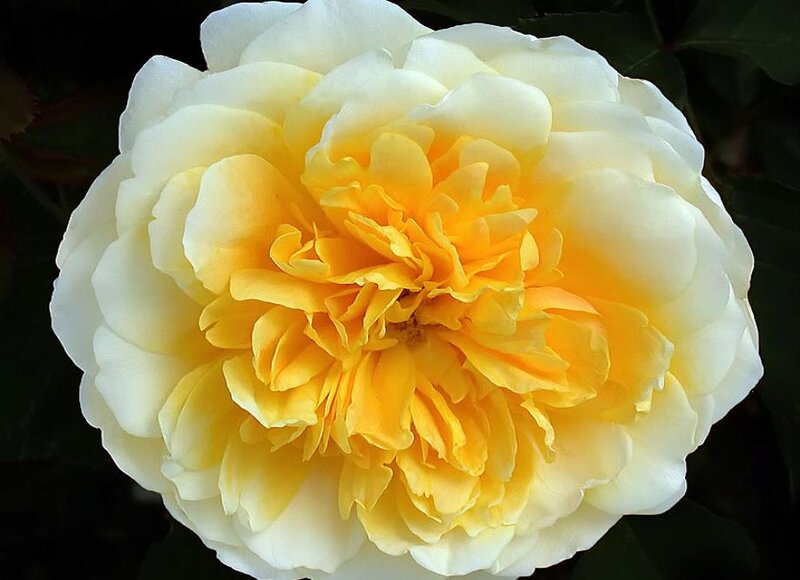 Yellow and White Rose
