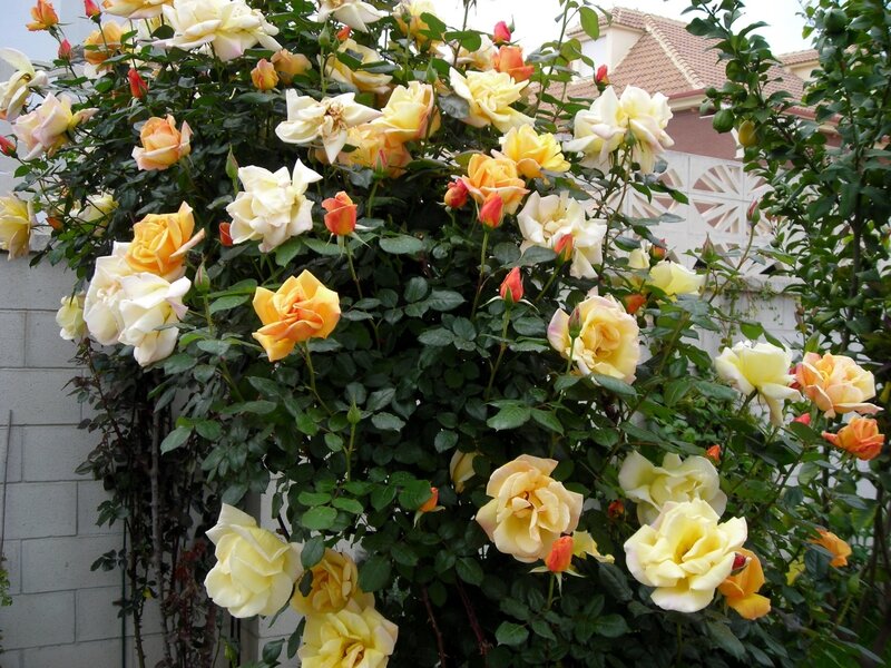 Yellow and White Roses — Calm, Afternoon