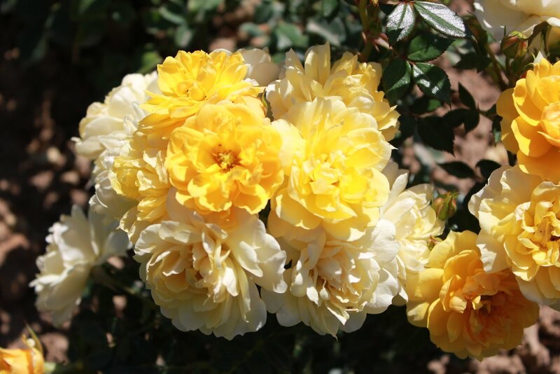 Yellow and White Roses — Calm
