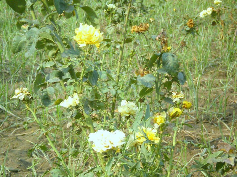 yellow and white roses in a field