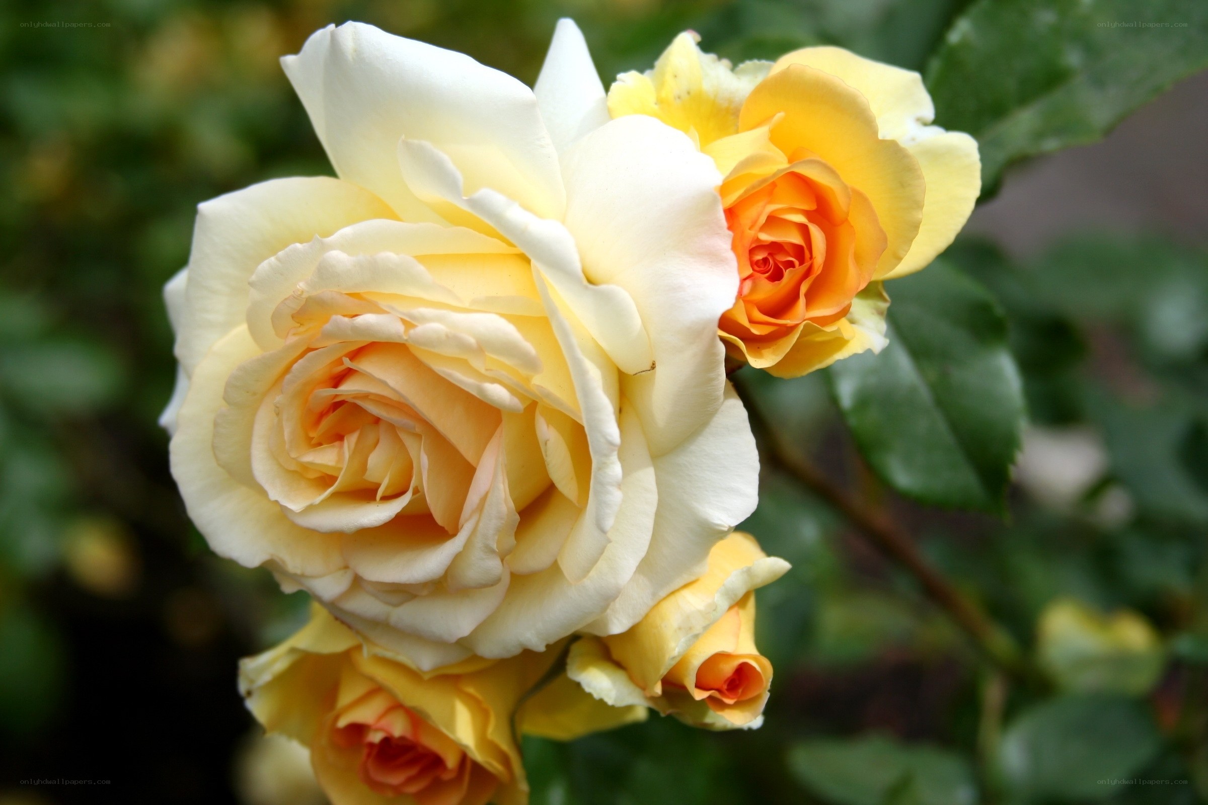Yellow and white roses in bloom