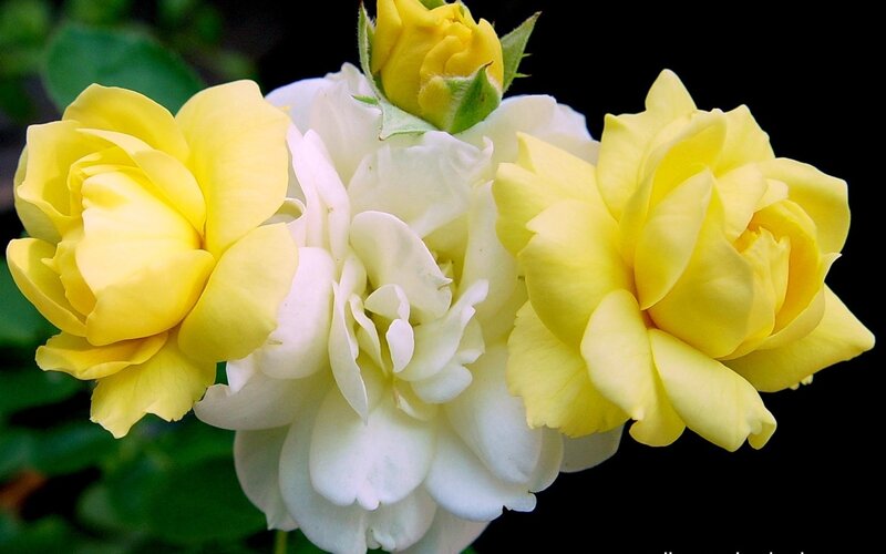 Yellow and White Roses — Serene, Photograph, Bloom