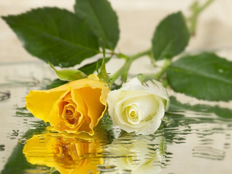 Yellow and White Roses — Serene, Photograph, Leaves, Water