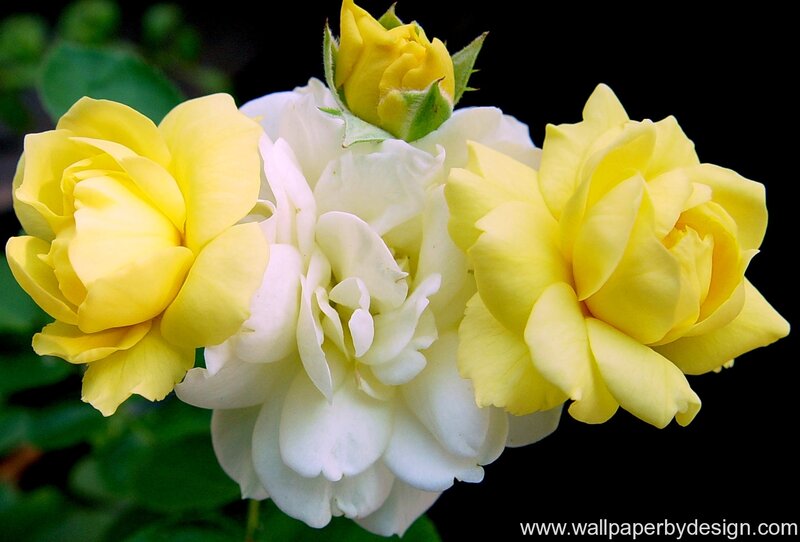 Yellow and White Roses — Serene, Photograph