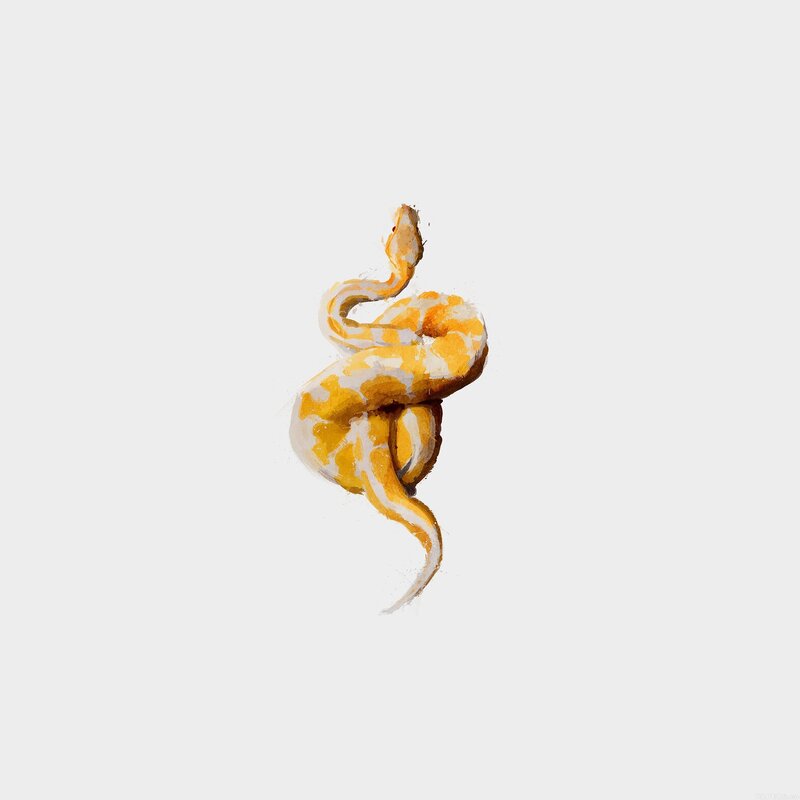 Yellow and White Snake