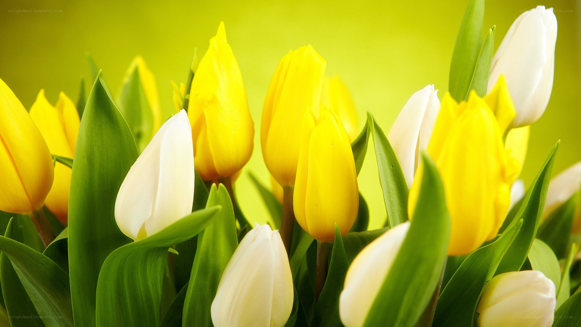 Yellow and white tulips