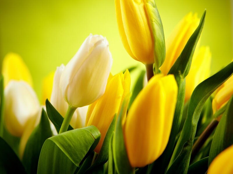 Yellow and White Tulips — Bright