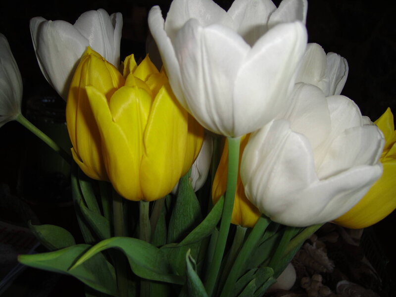 Yellow and White Tulips — Calm, Photograph