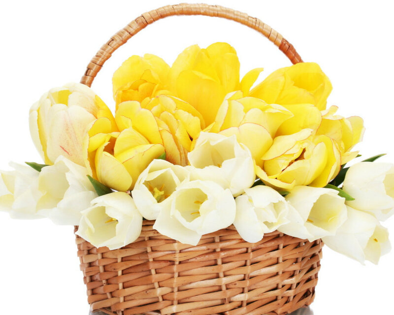 Yellow and White Tulips — Calm, Spring, Photograph, Basket, Flowers