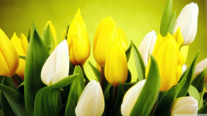 Yellow and White Tulips — Calm, Spring, Photograph, Green Leaves, Bloom