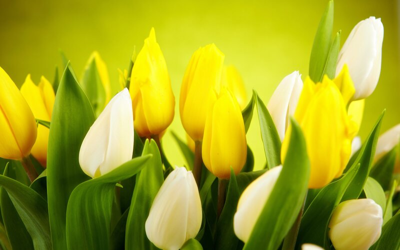 Yellow and White Tulips — Calm, Spring, Photograph