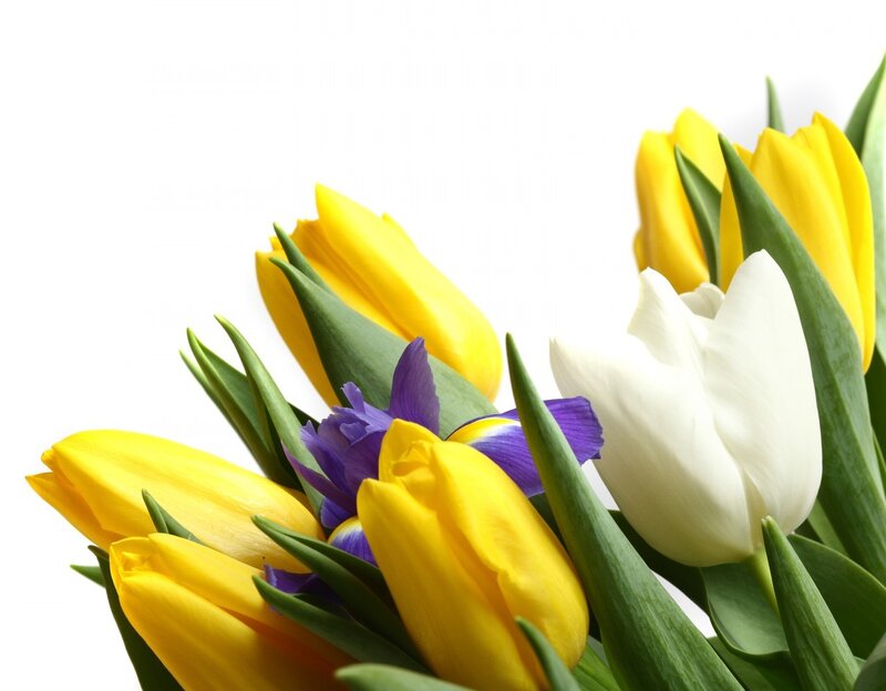 Yellow and White Tulips — Calm, Spring