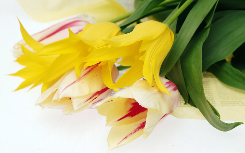 Yellow and White Tulips — Calm