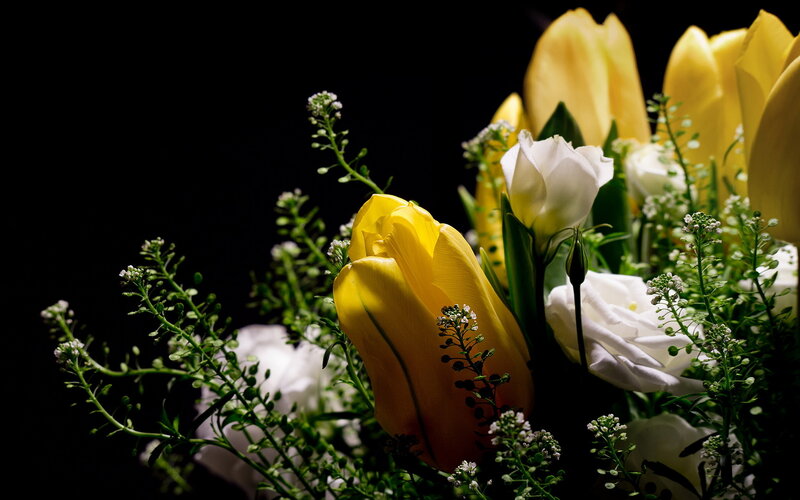 Yellow and White Tulips — Dramatic