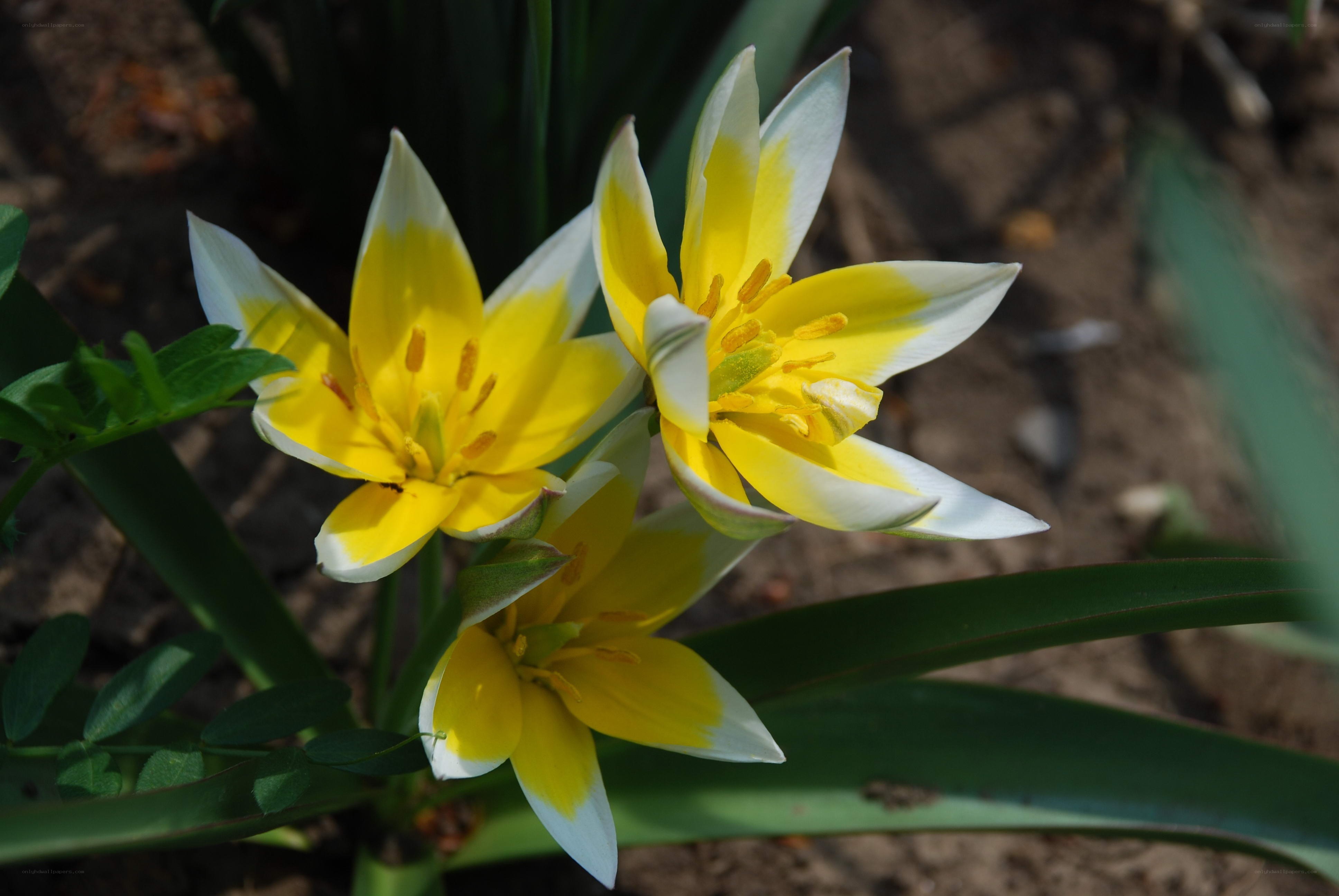 Yellow and white tulips in bloom