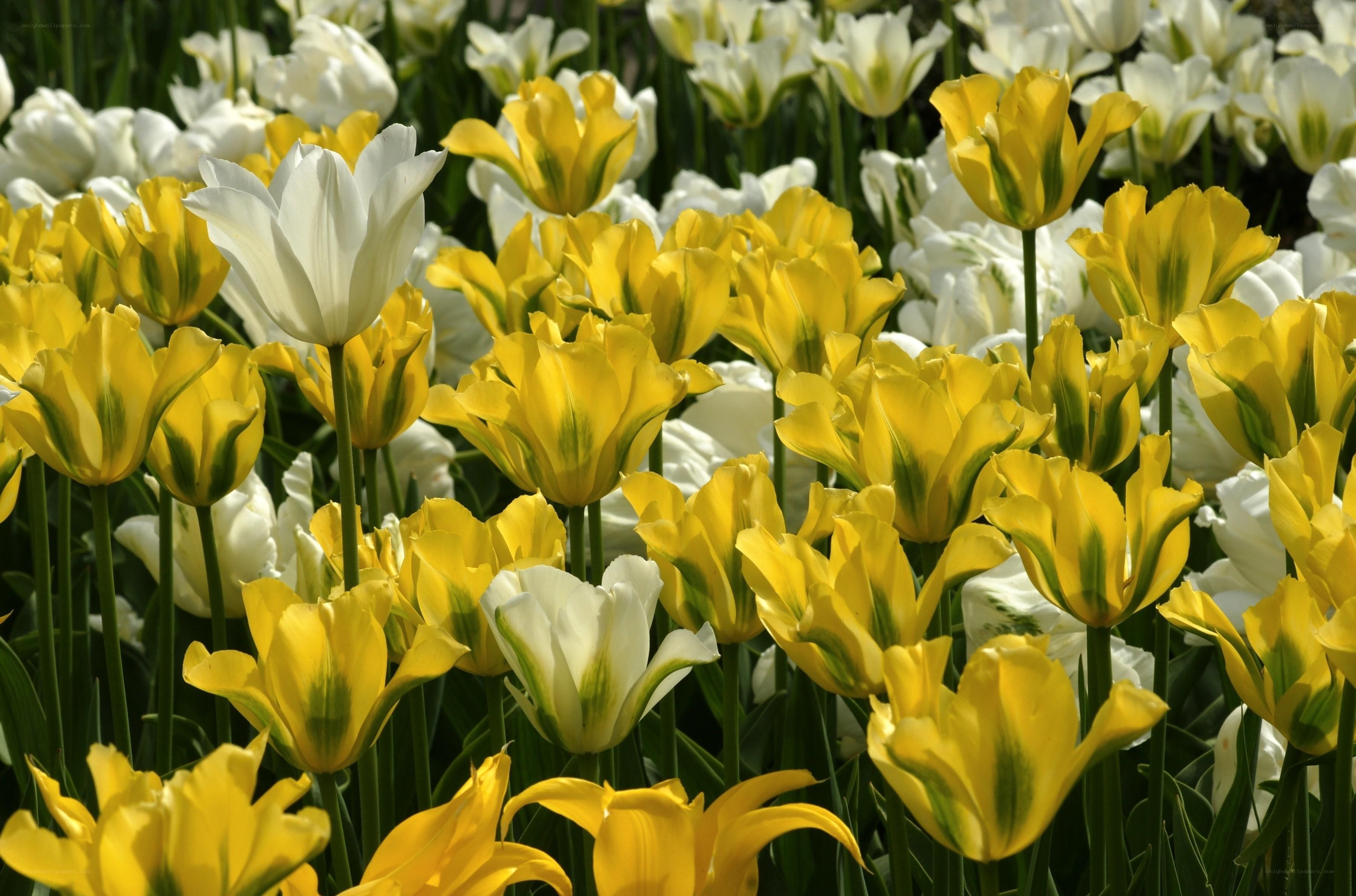 Yellow and white tulips in bloom