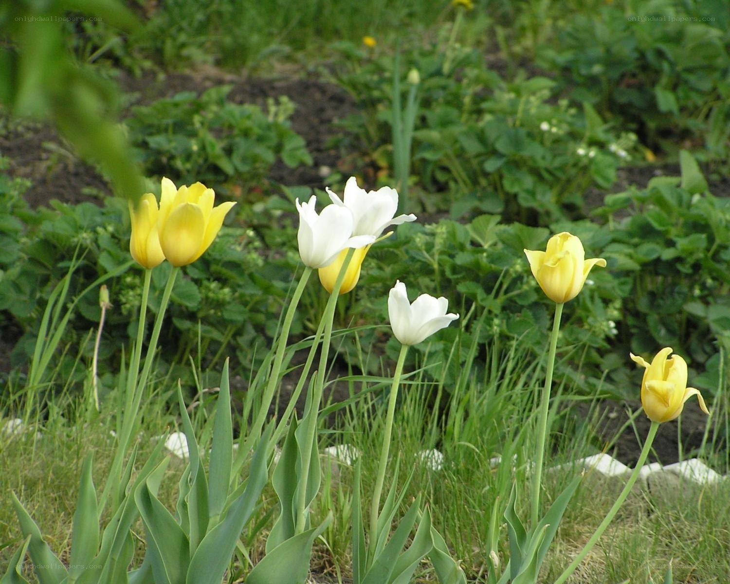 Yellow and white tulips in garden
