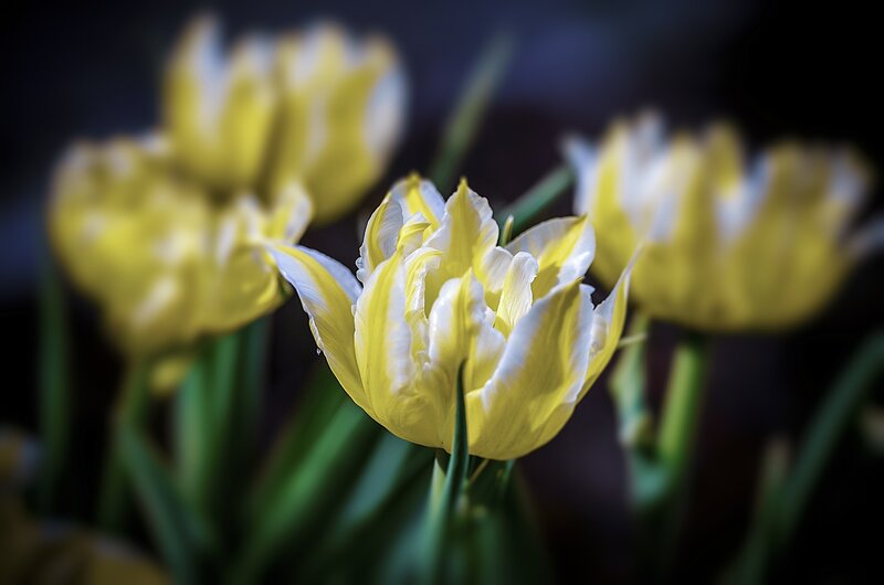 Yellow and White Tulips — Serene, Photograph