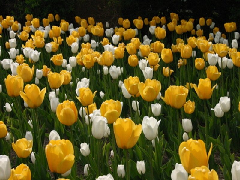 Yellow and White Tulips — Serene, Spring