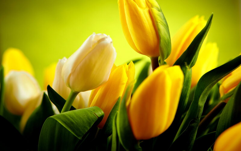 Yellow and White Tulips — Serene