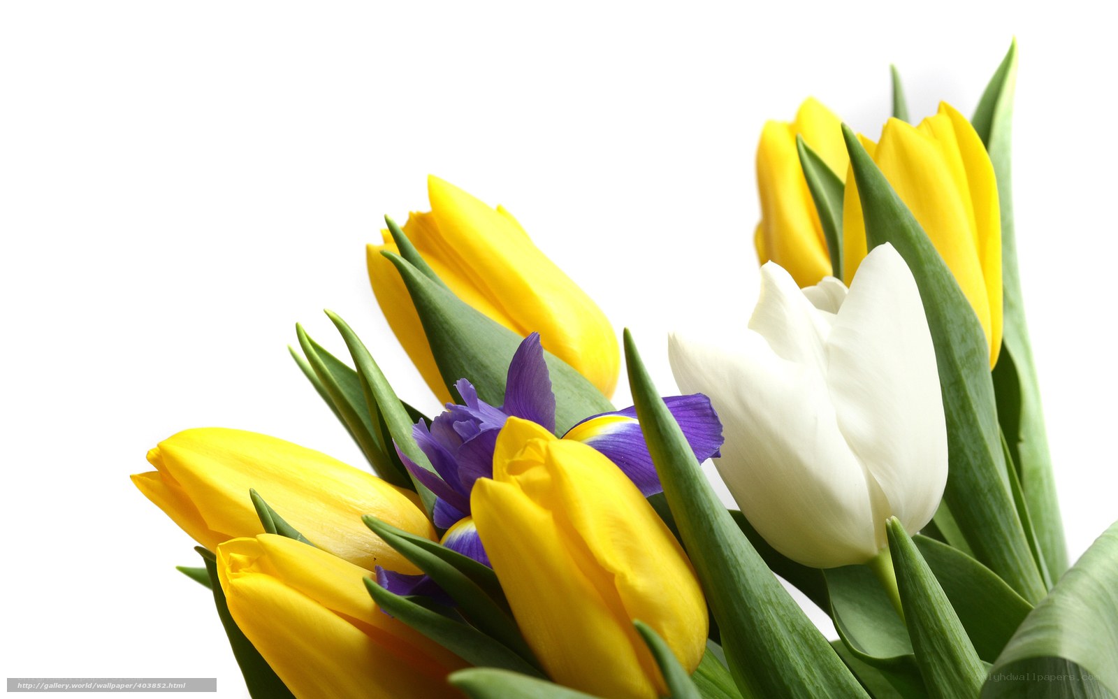 yellow and white tulips