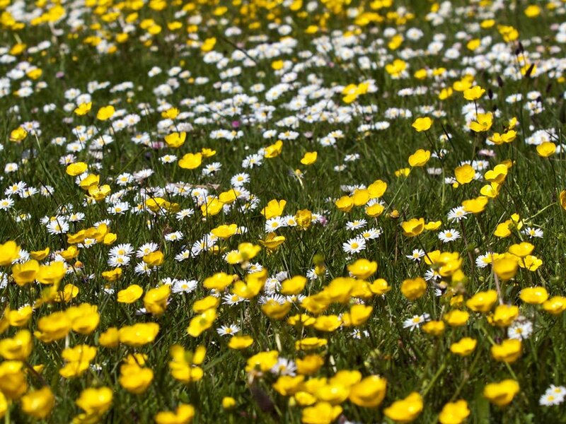 Yellow and white wildflowers in a meadow
