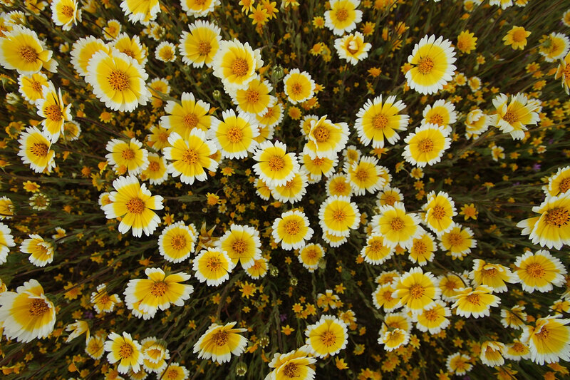 Yellow and White Wildflowers