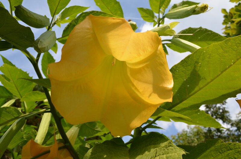 Yellow Angel's Trumpet Flower