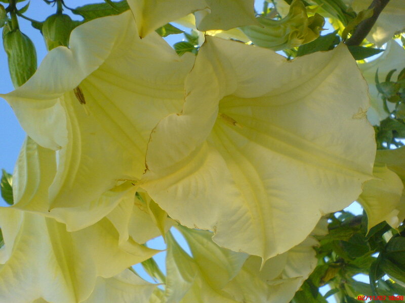 yellow angel's trumpet flowers