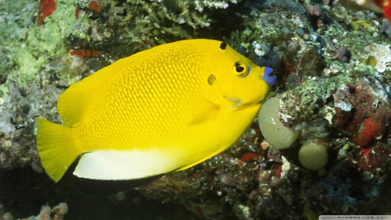Yellow Angelfish — Calm