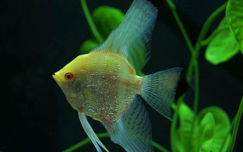 Yellow Angelfish — Green