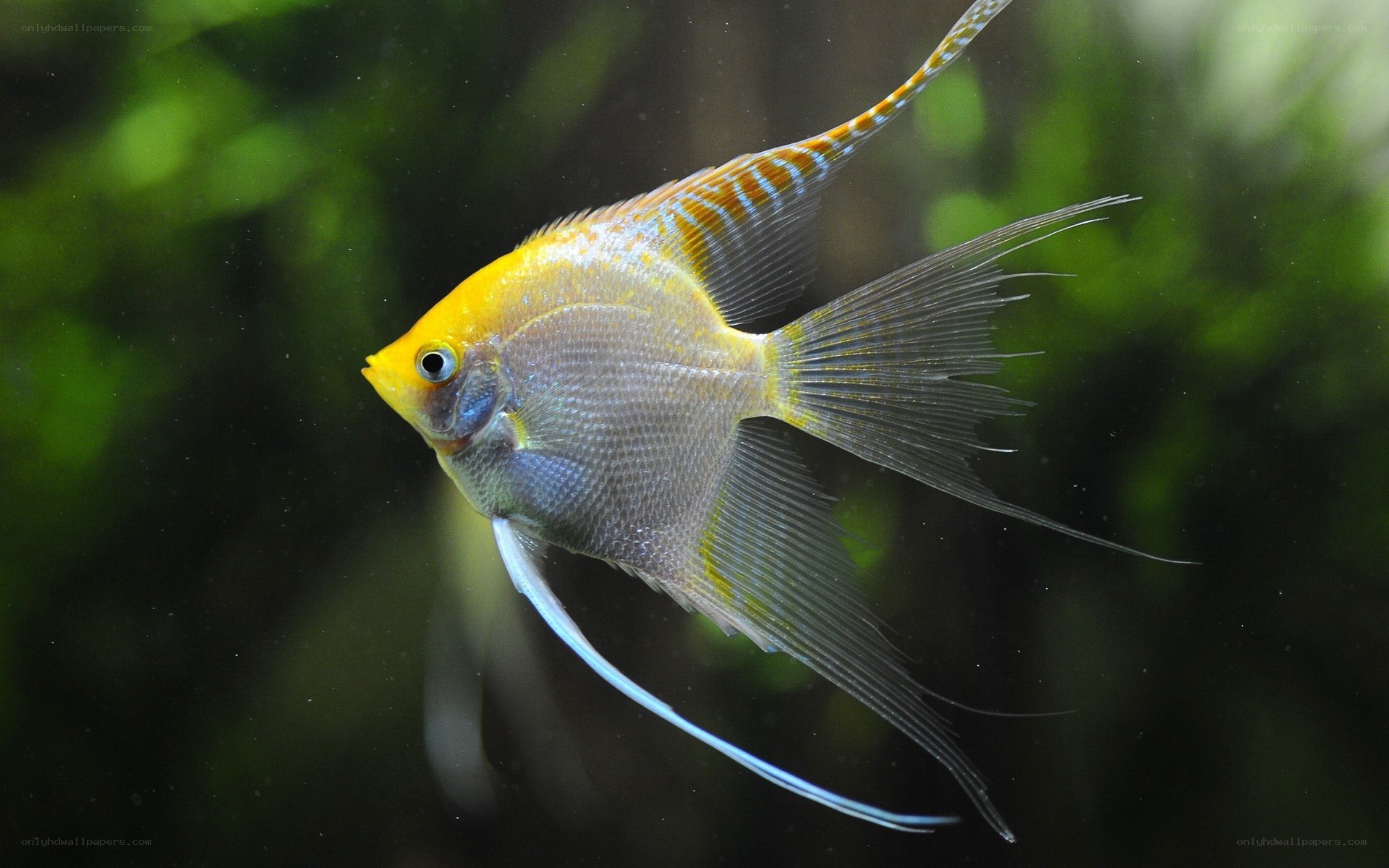 Yellow angelfish in aquarium