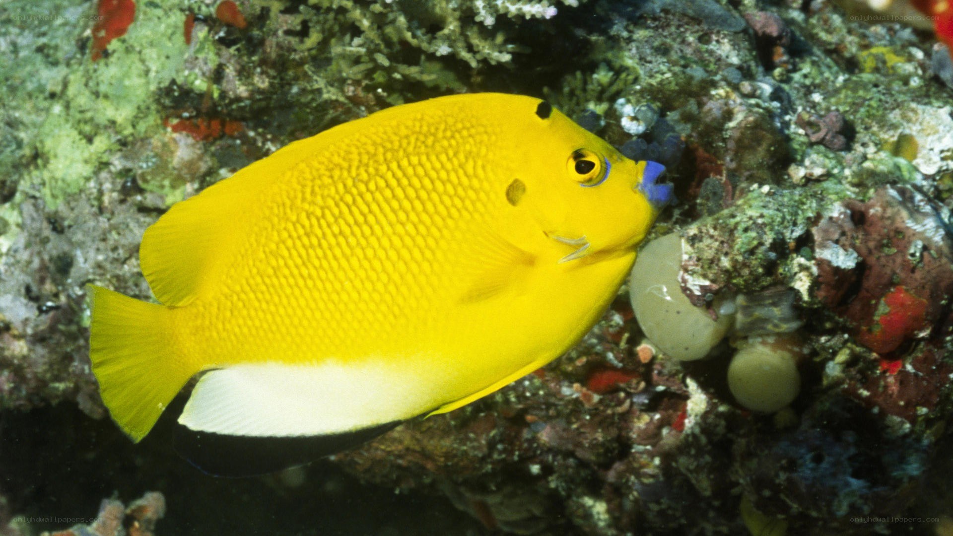 yellow angelfish on coral reef