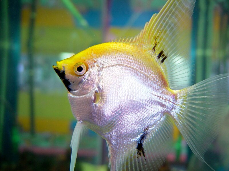 Yellow Angelfish