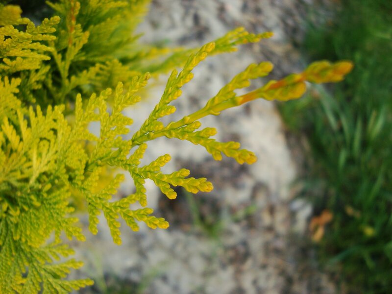 Yellow Arborvitae Branch