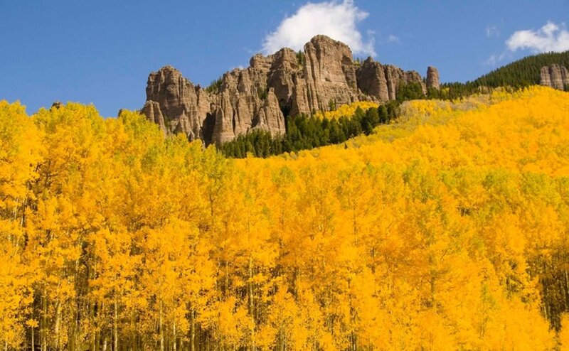 Yellow Aspen Forest — Serene, Autumn