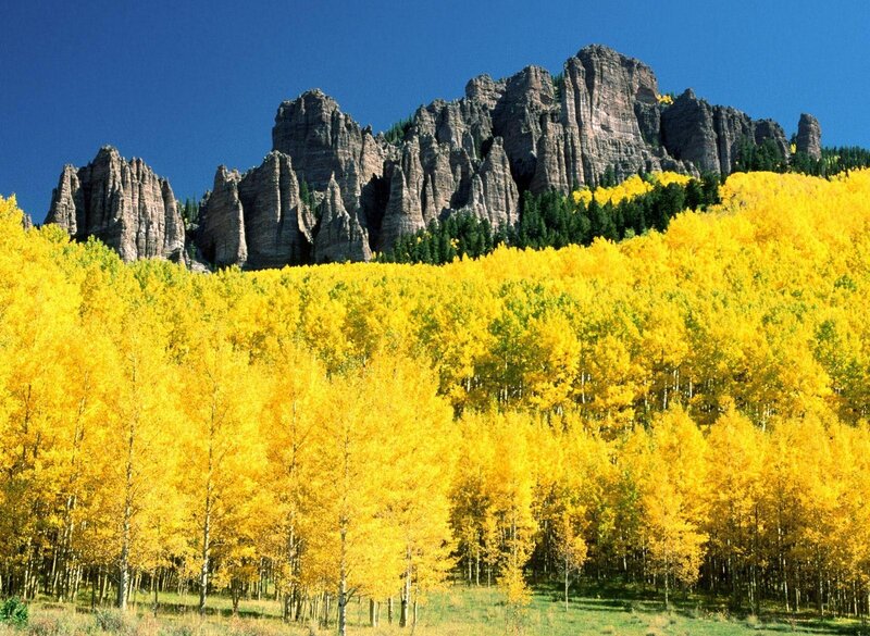 Yellow Aspen Forest