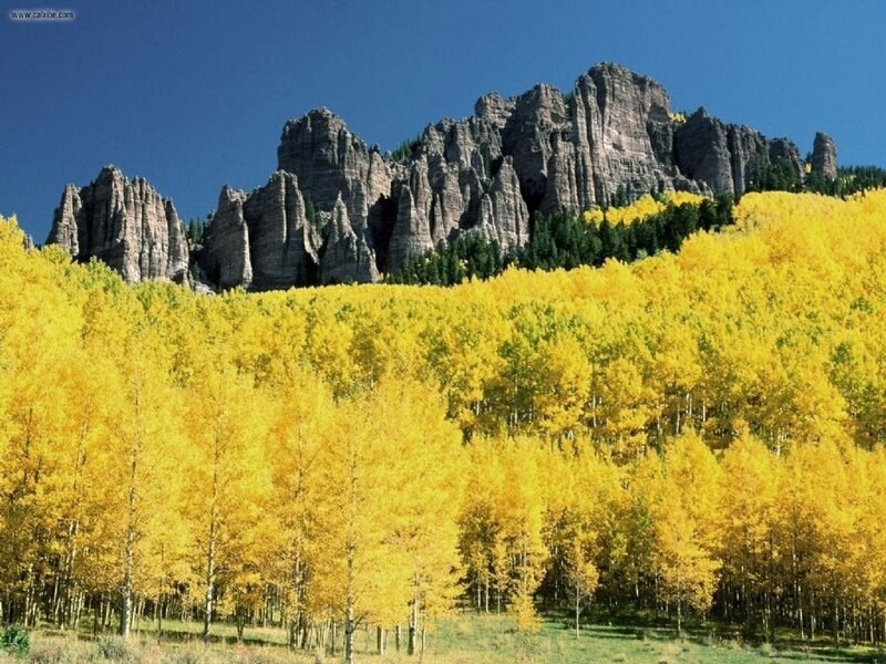 Yellow aspen forest with rocky mountains