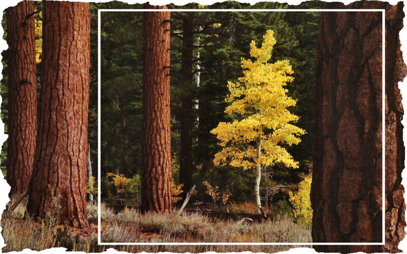 Yellow Aspen Tree