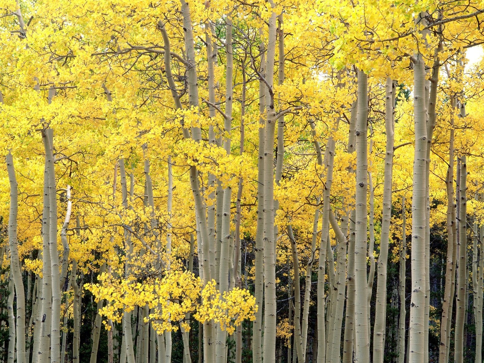 Yellow aspen trees in autumn