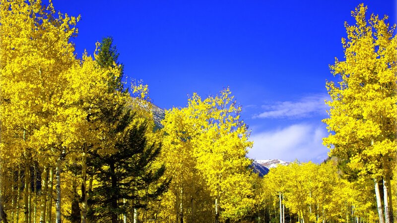 Yellow Aspen Trees — Serene, Autumn, Photograph