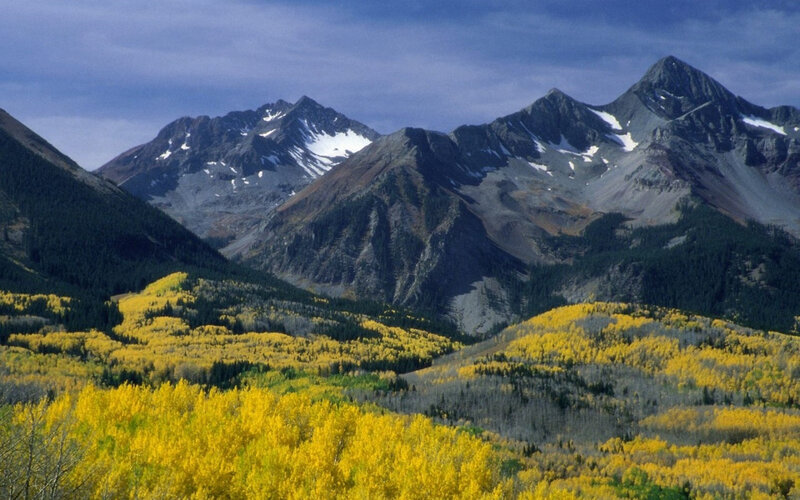 Yellow Aspen Trees — Serene