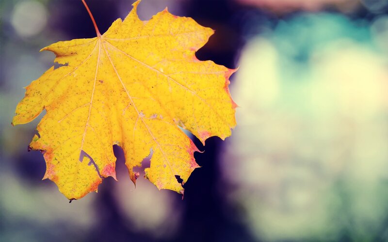 yellow autumn leaf